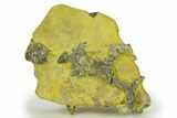 Golden Pyrite on Limonite Clay - Pakistan #283723-1